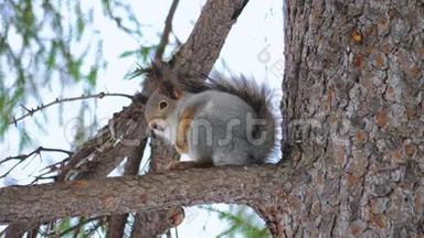 小可爱的松鼠坐在自然公园的松枝上。